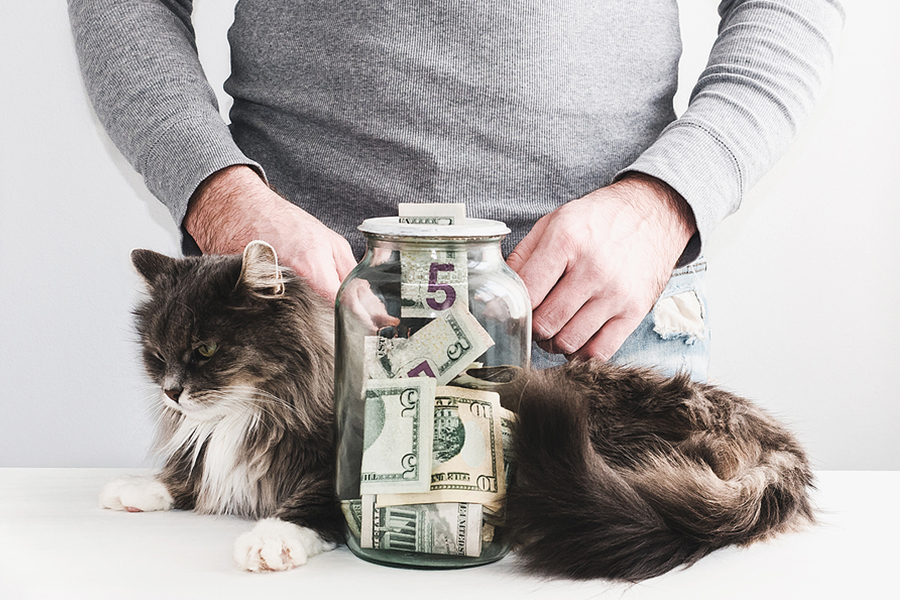 Cat and dollar jar